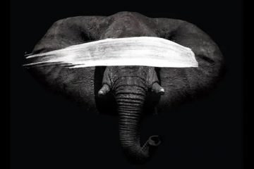 Blind Elephant