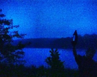 Squid Puppies Deluxe